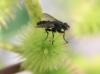 Stevenia sp.